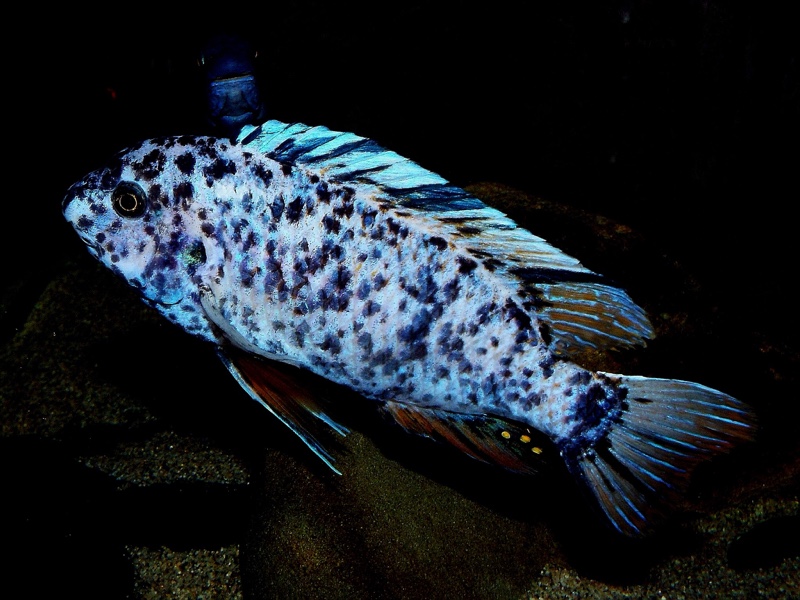 Labeotropheus fuelleborni 'Mitande Reef (Rocks)'